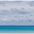 Birds at the sea