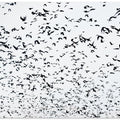 Birds in the sky