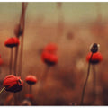 Poppy Dreams
