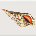Tritonian Murex