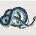 Fasciated Snake