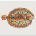 Argus Flounde