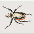 Goliath Beetle