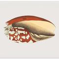 Ethiopian Crown
