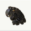 Cockatoo