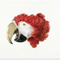 Macaw