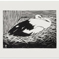 White Maguar Stork