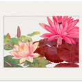 Nymphaea Lotus