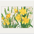 Daffodil