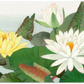 Nymphaea Lotus No.2