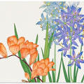 Freesia Flower No.2