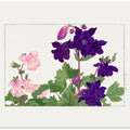Aquilegia Flower No.2