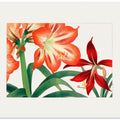 Vintage Amaryllis Flower