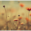 Whispering Poppies