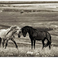 close encounter