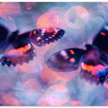 Butterfly Dreams