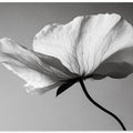 Delicate Petal Dance