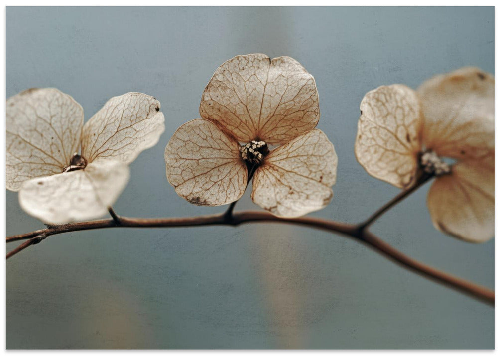 Whispering Petals