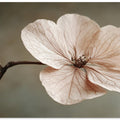 Delicate Bloom