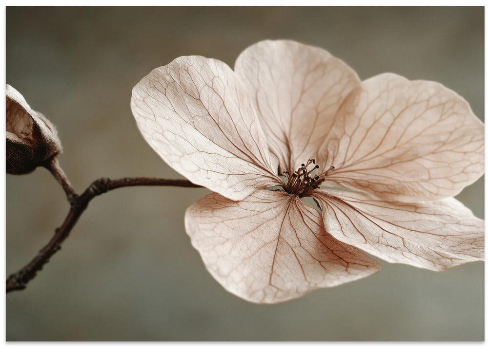 Delicate Bloom