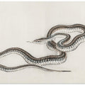 Snake By Kōno Bairei (1844 1895)
