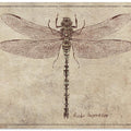 Anax Imperator Copy