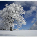 White Windbuche in Black Forest