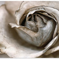 Faded Blossom