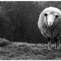 Wondering sheep