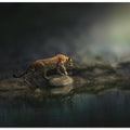 On the prowl