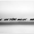 Silent Procession