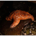 Crescent City Starfish