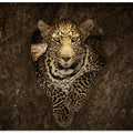 Leopard Resting on a Tree at Masai Mara