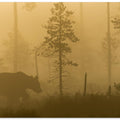 Morning Fog