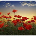 Poppies