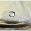 Feathers drop