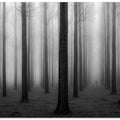 In a Fog