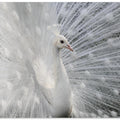 As white as snow