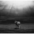 morning appearance