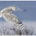 Snowy Owl