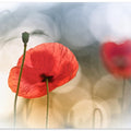 Morning Poppies
