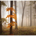 In November Light