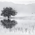Spring Mirror