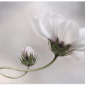 Simply Cosmos