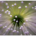 Green and White II
