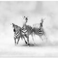 ZEBRAS
