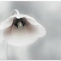 Ephemeral Beauty