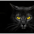 Black Cat