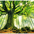 Ponthus' Beech