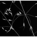 Art Prints of Crossed Lines